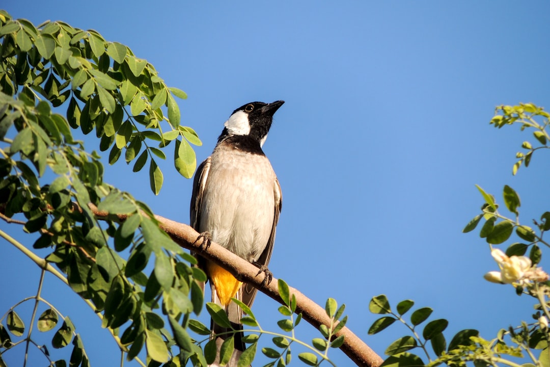 Wildlife photo spot Dubai - United Arab Emirates Miracle Garden - Dubai - United Arab Emirates