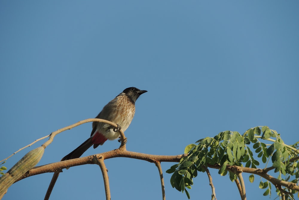 grey bird on tree branch