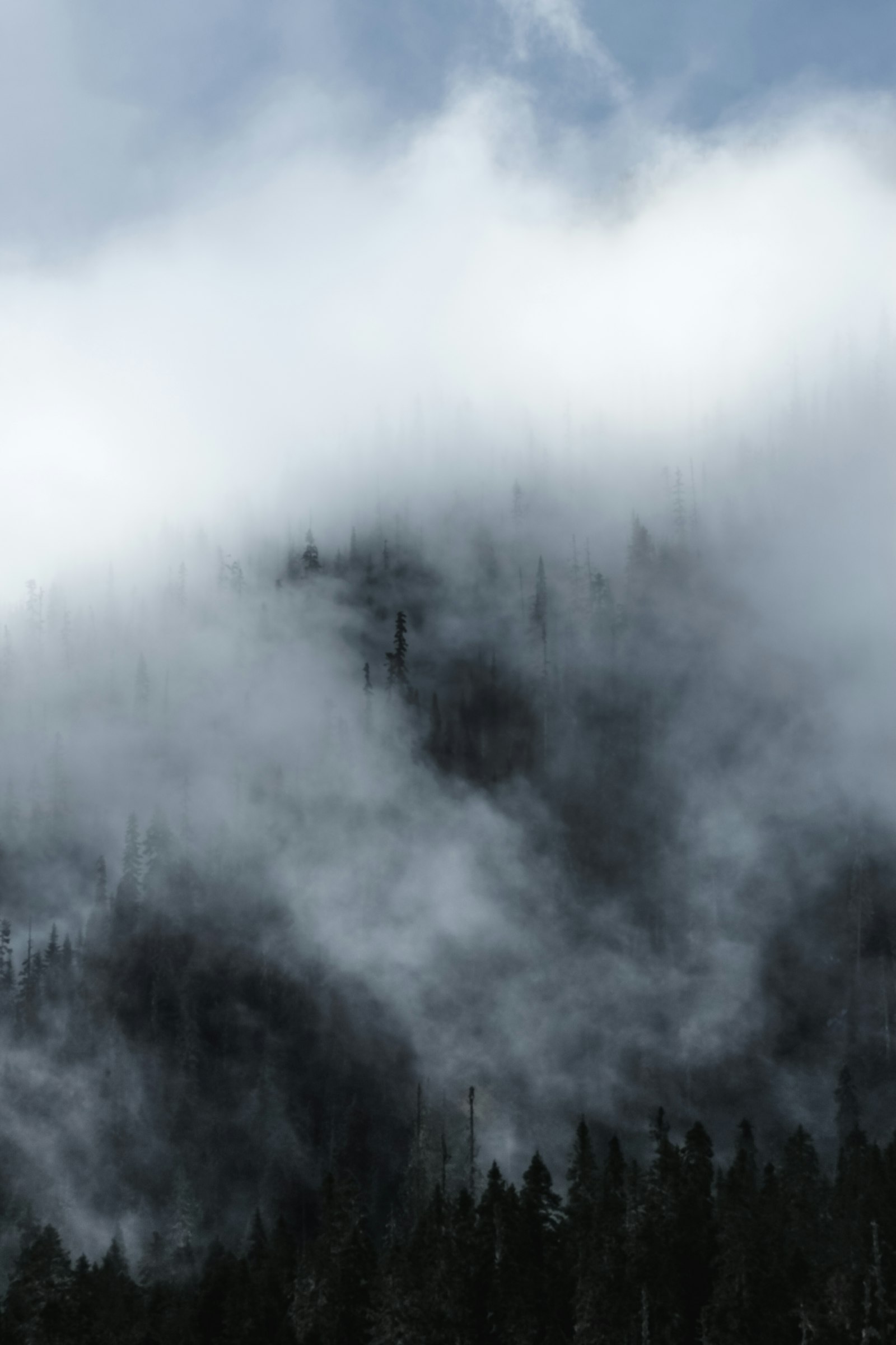 Fujifilm X-Pro1 + Fujifilm XF 90mm F2 R LM WR sample photo. Forest trees covered by photography