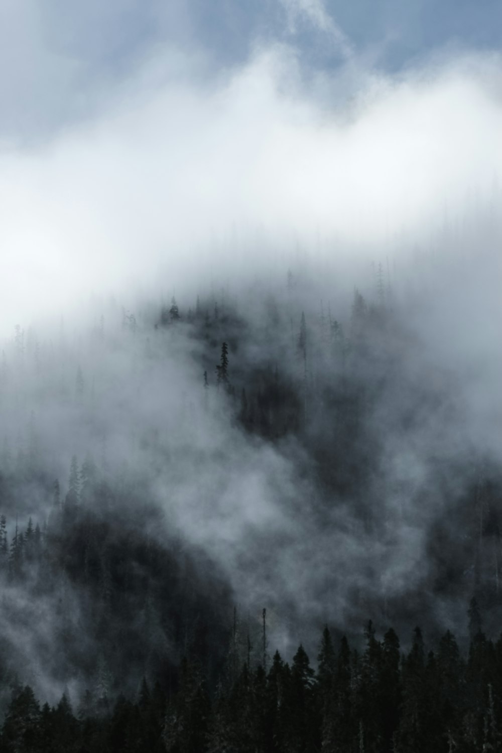 Waldbäume in Nebel gehüllt