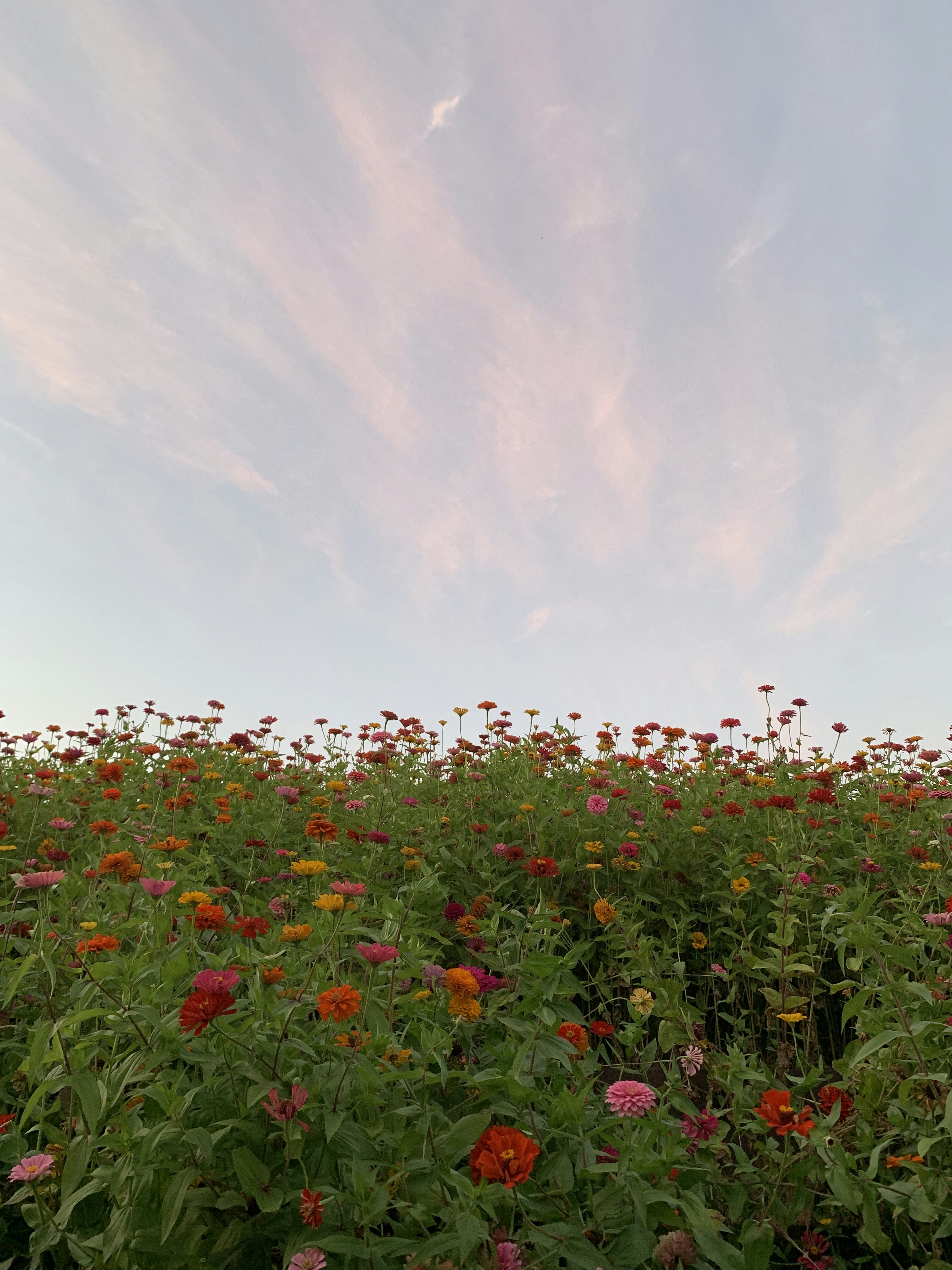 red and orange flowers under gray sky
