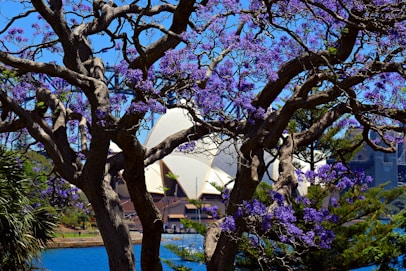 purple flowering tree during daytime