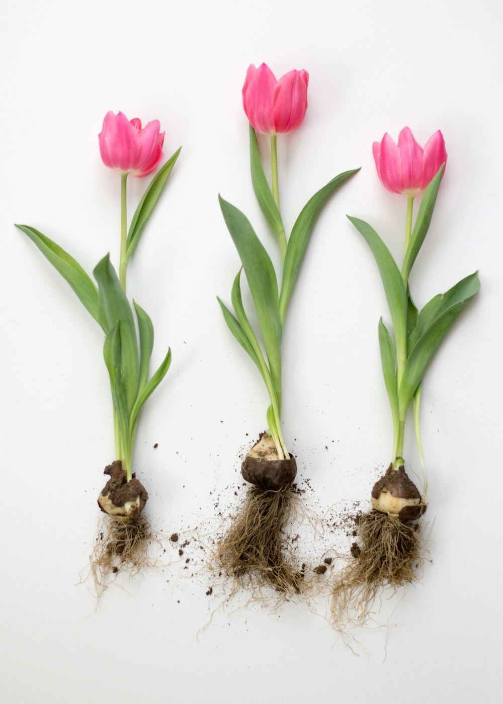 three pink tulip flowers