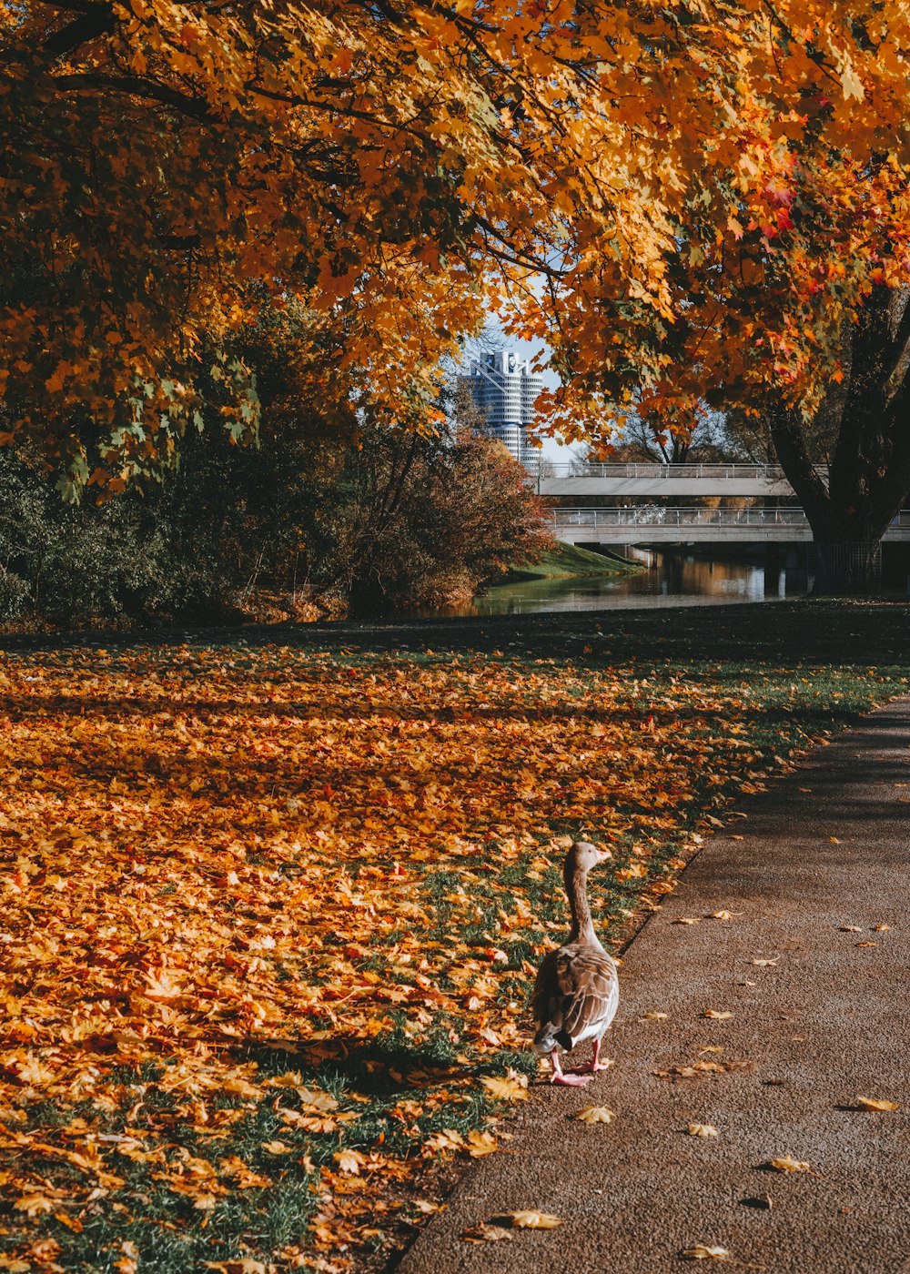 brown duck on pathway surrounded with tall and orange trees during daytime