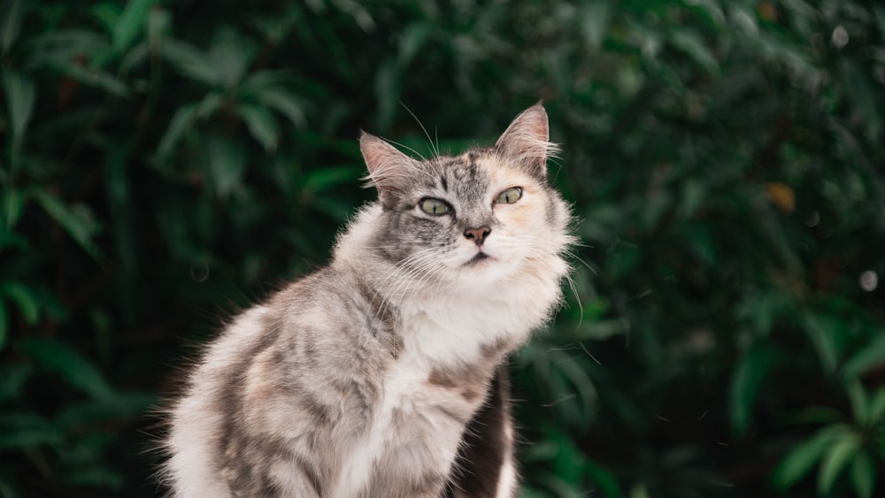 white and gray cat