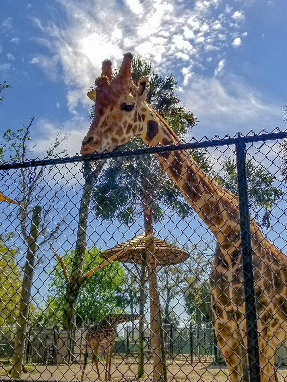 giraffe inside cage