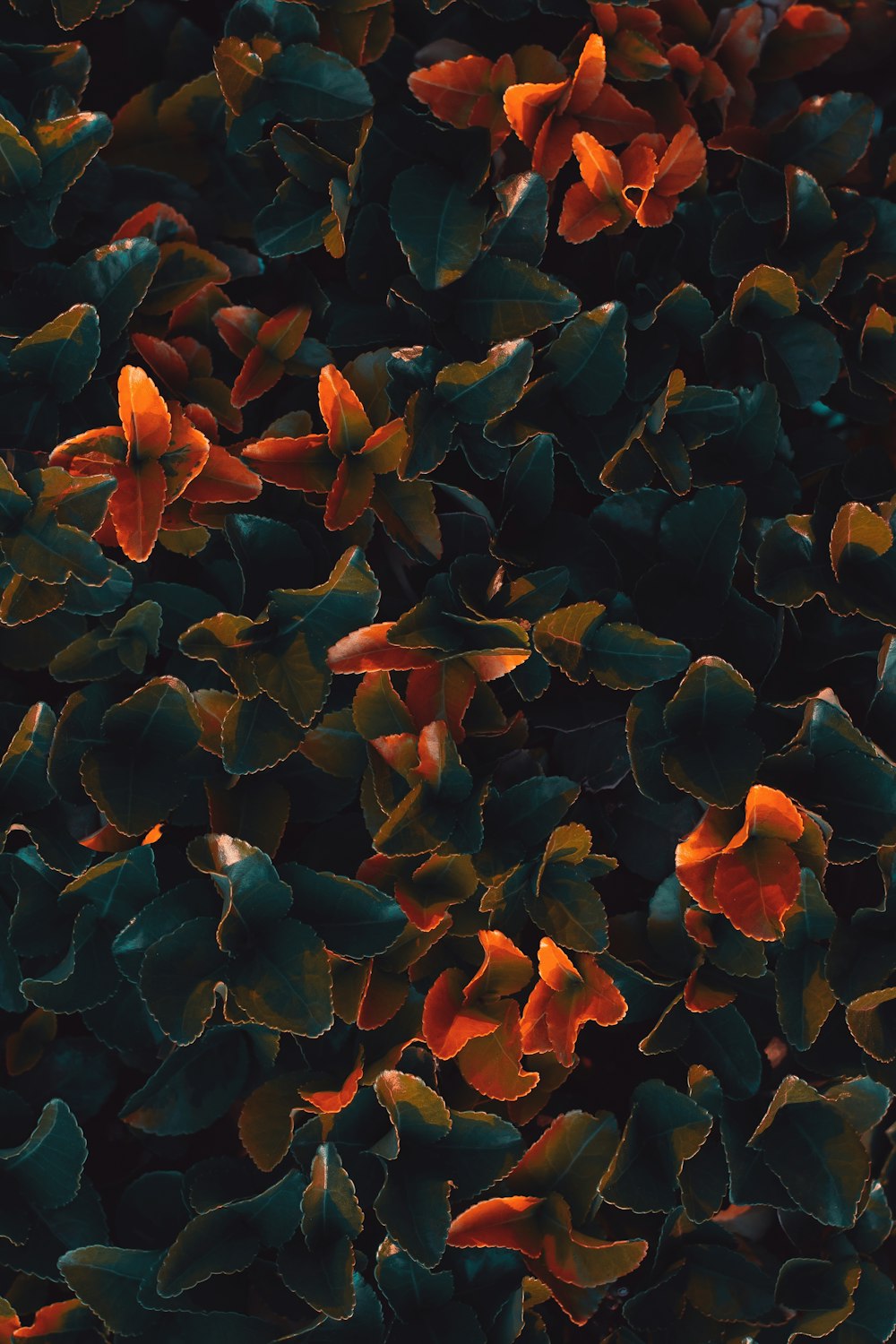 close-up photography of red and blue petaled flowers