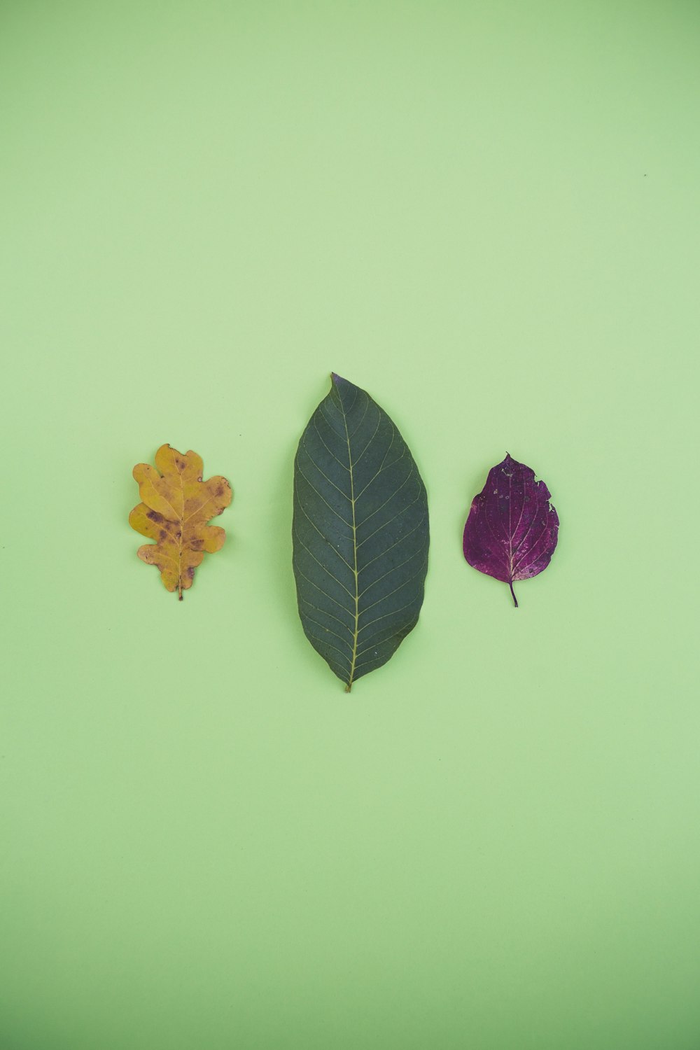 three assorted-color leaves