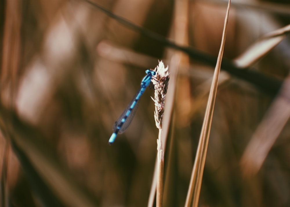 close-up photography of blue dragonfly