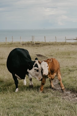 A black and white cow affectionately nudges a brown calf in a grassy field with a view of the ocean in the background. A wooden fence runs parallel to the shoreline under a cloudy sky.