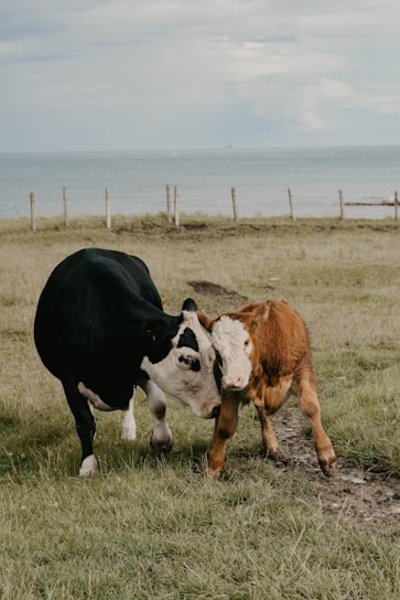 A black and white cow affectionately nudges a brown calf in a grassy field with a view of the ocean in the background. A wooden fence runs parallel to the shoreline under a cloudy sky.