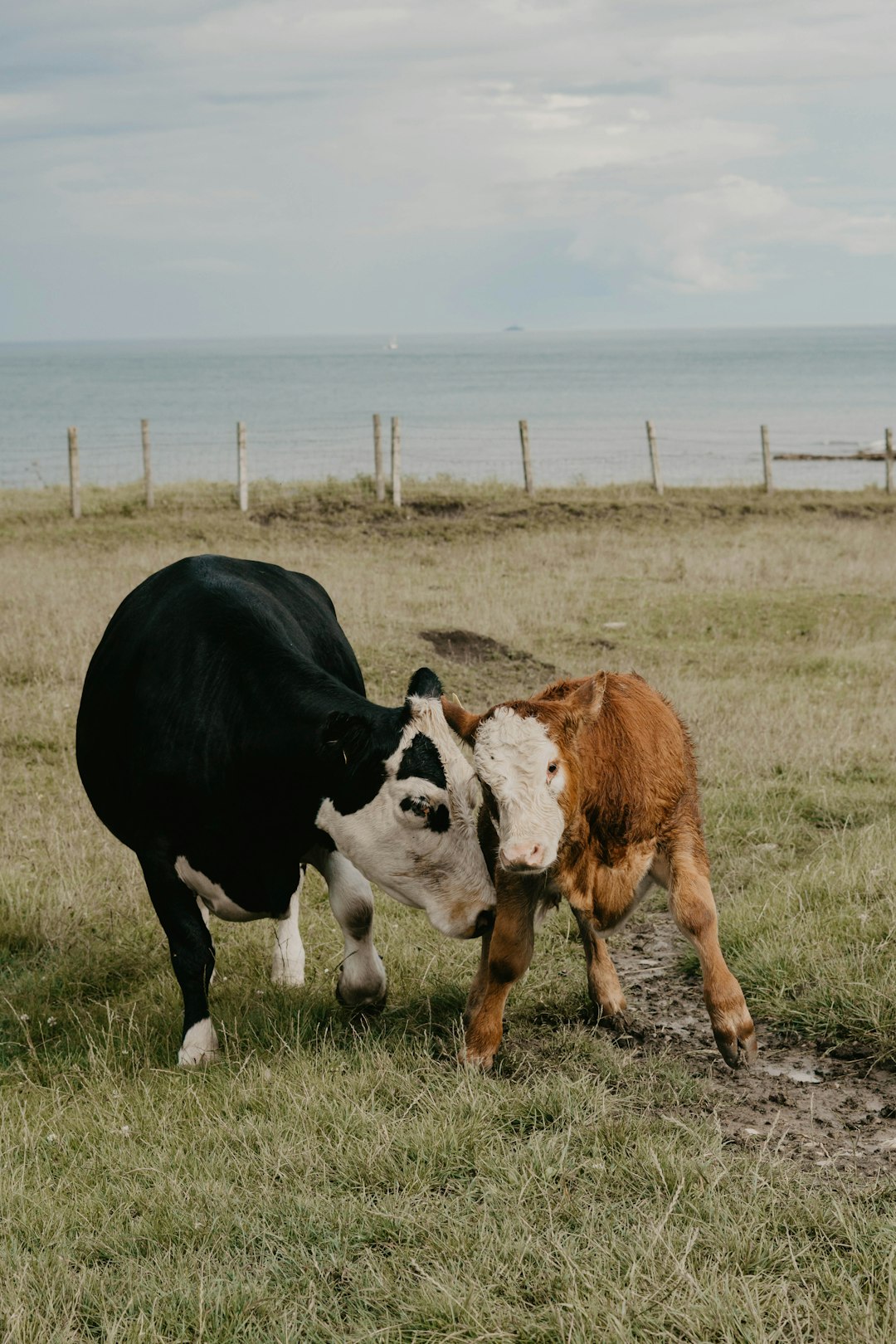 two black and brown cows