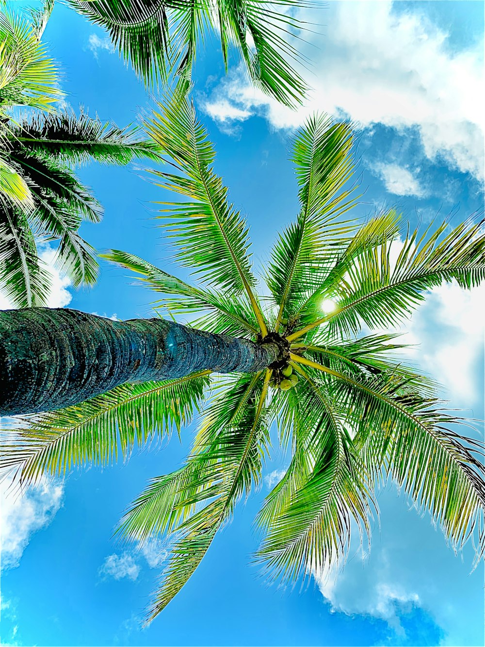 낮 동안 파란색과 흰색 하늘 아래 녹색 코코넛 나무의 로우 앵글 사진