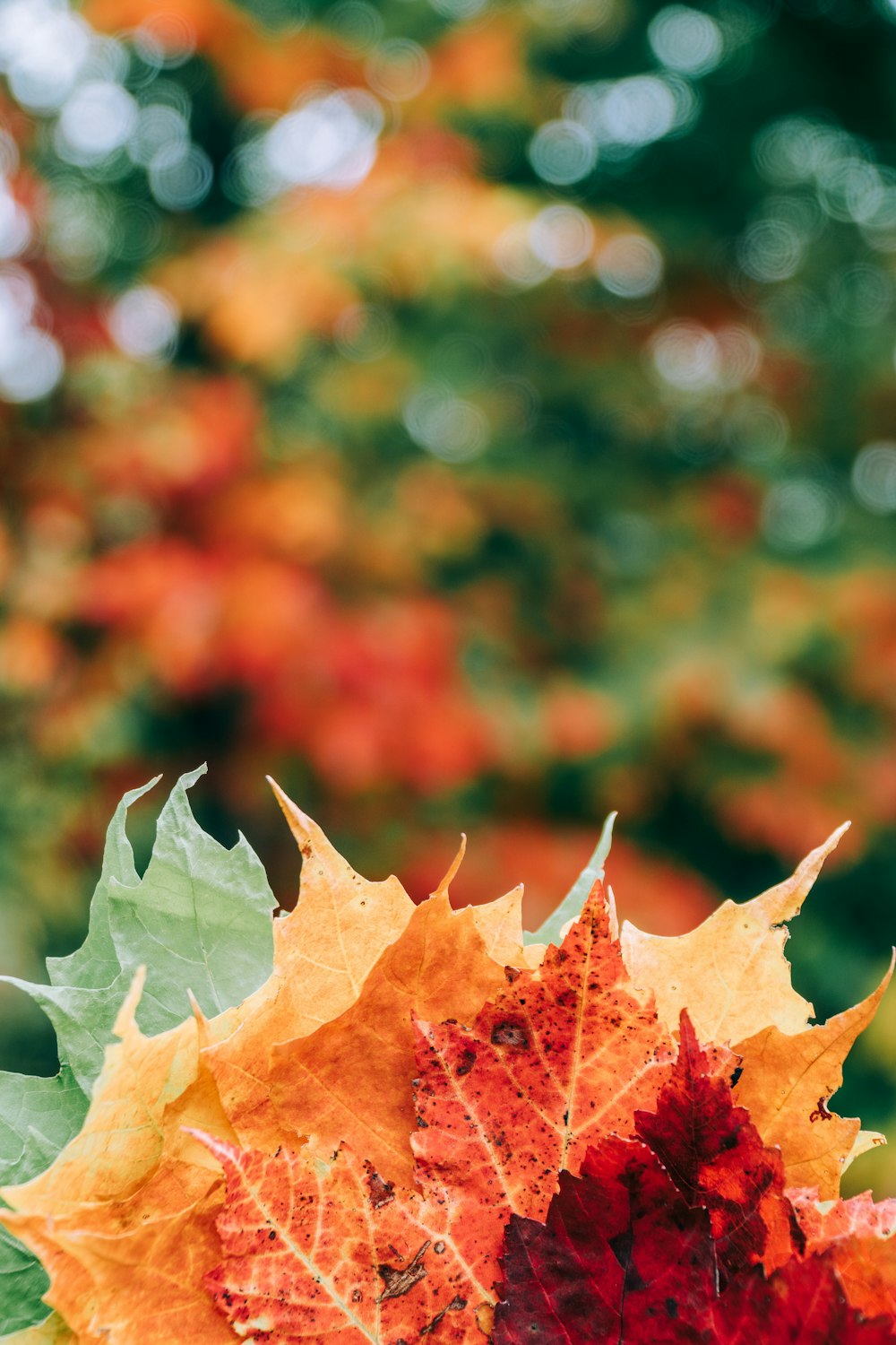 brown leaves