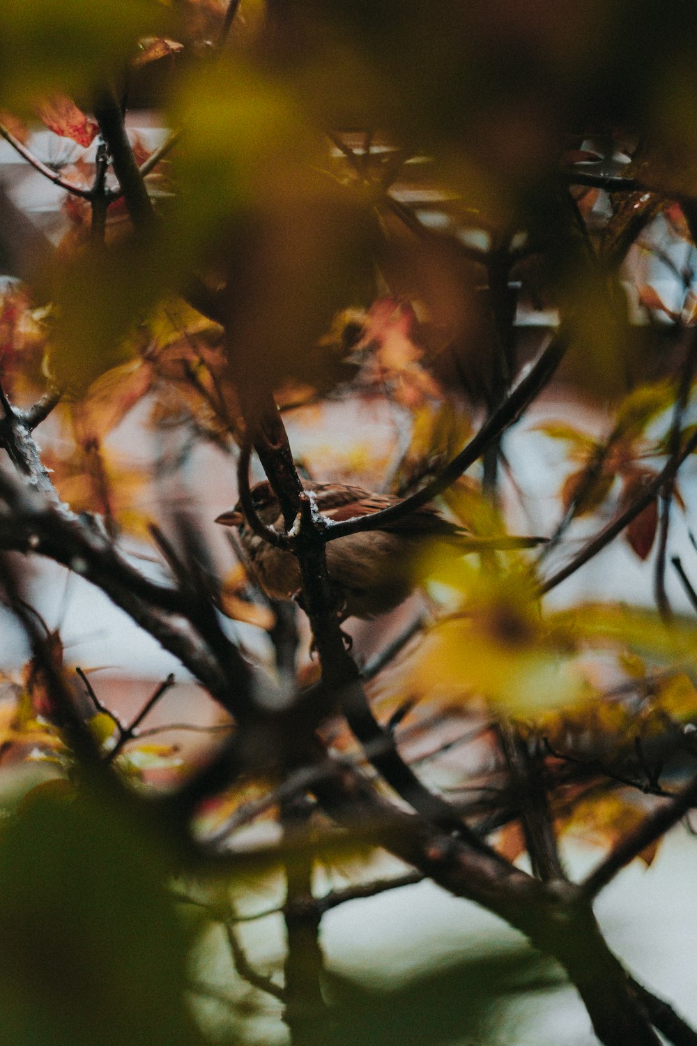 brown bird on tree