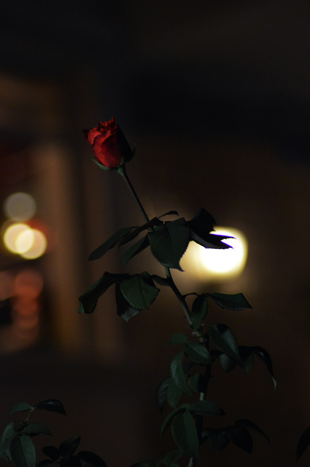 green and rose plant