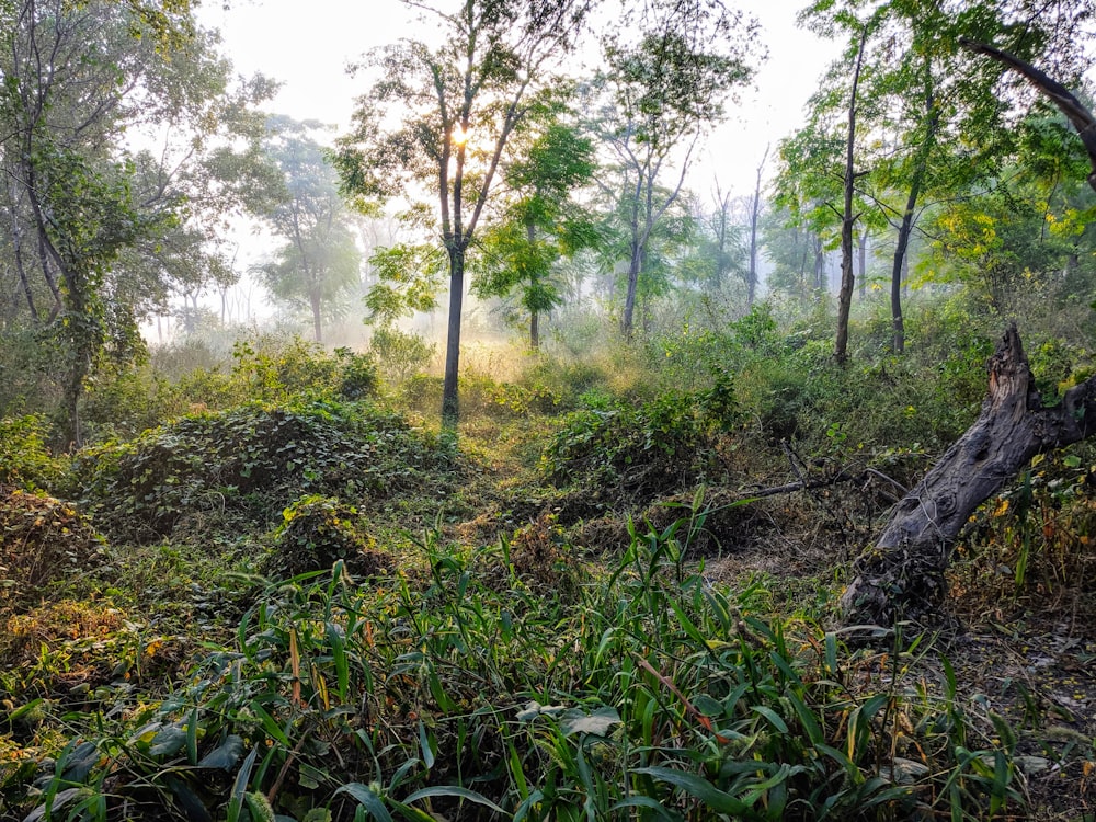 green leafed tree on forest