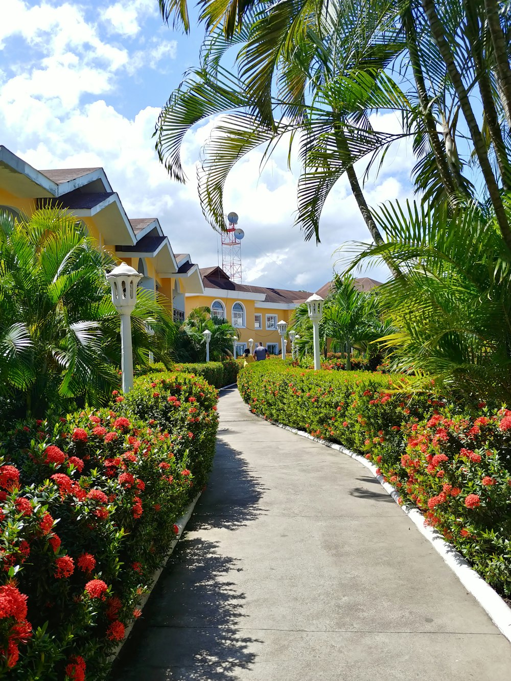 green plants and white-and-black houses