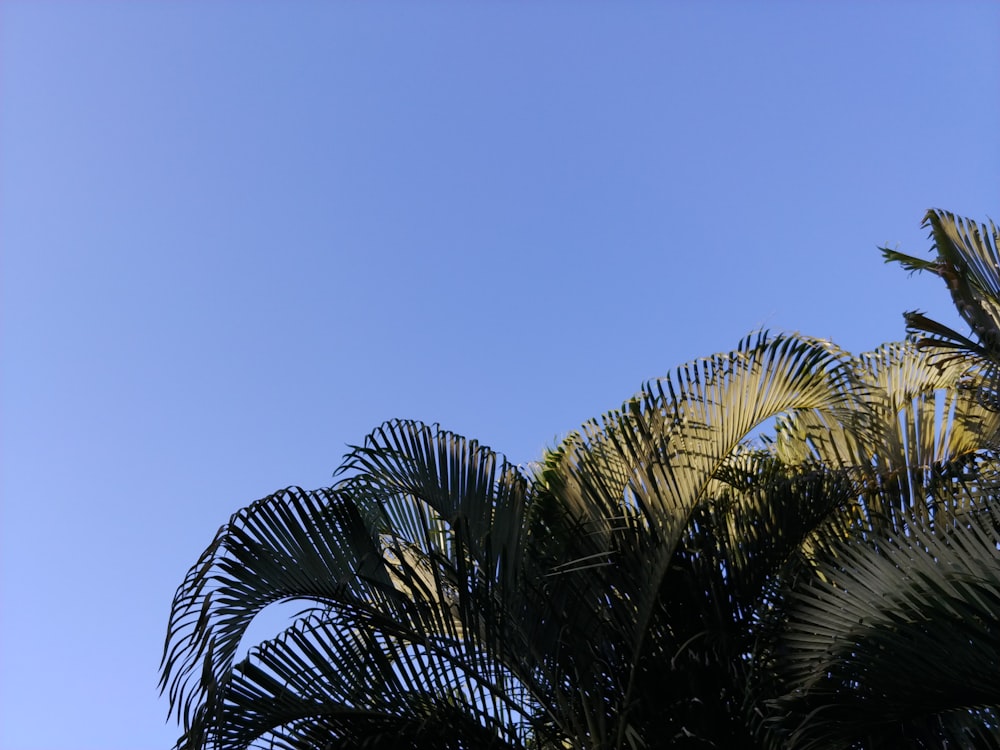 green palm trees under blue sky