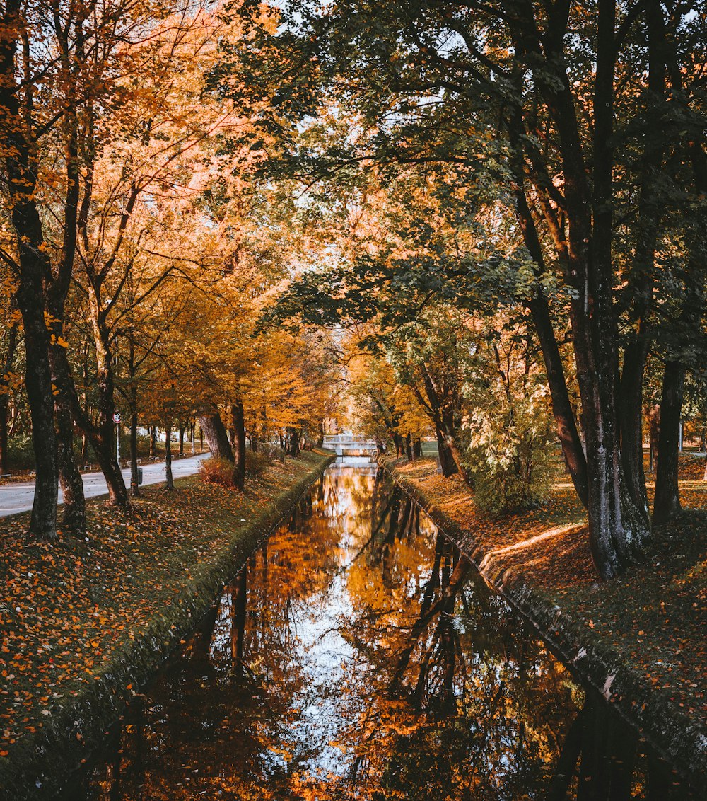 body of water between trees