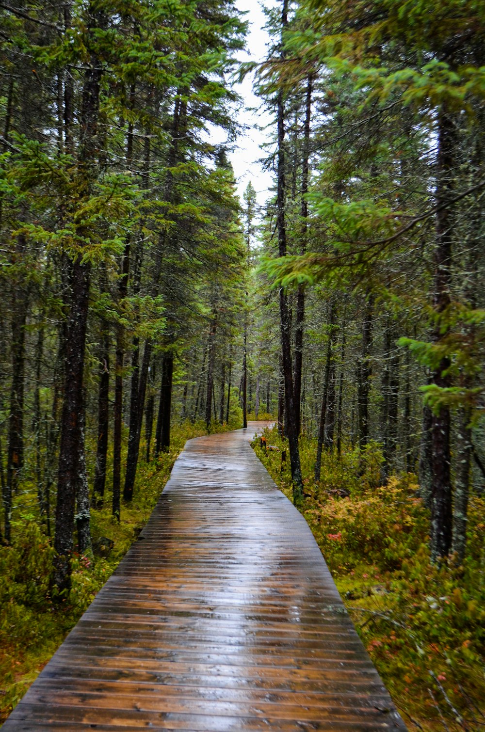 brown wooden pathway surrounded with tall and green trees