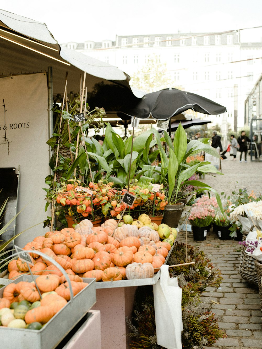 orange squashes