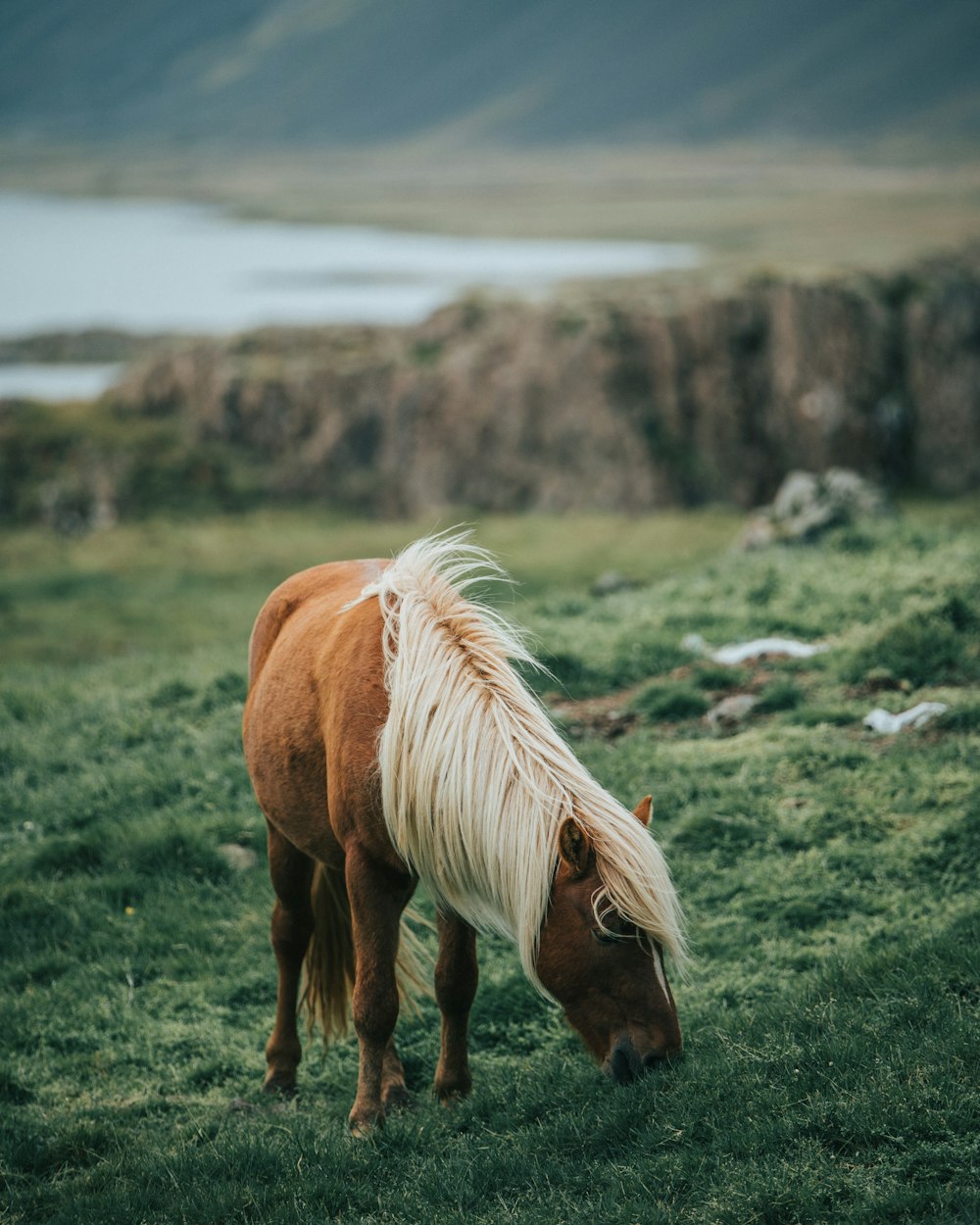 cavallo marrone che mangia l'erba durante il giorno