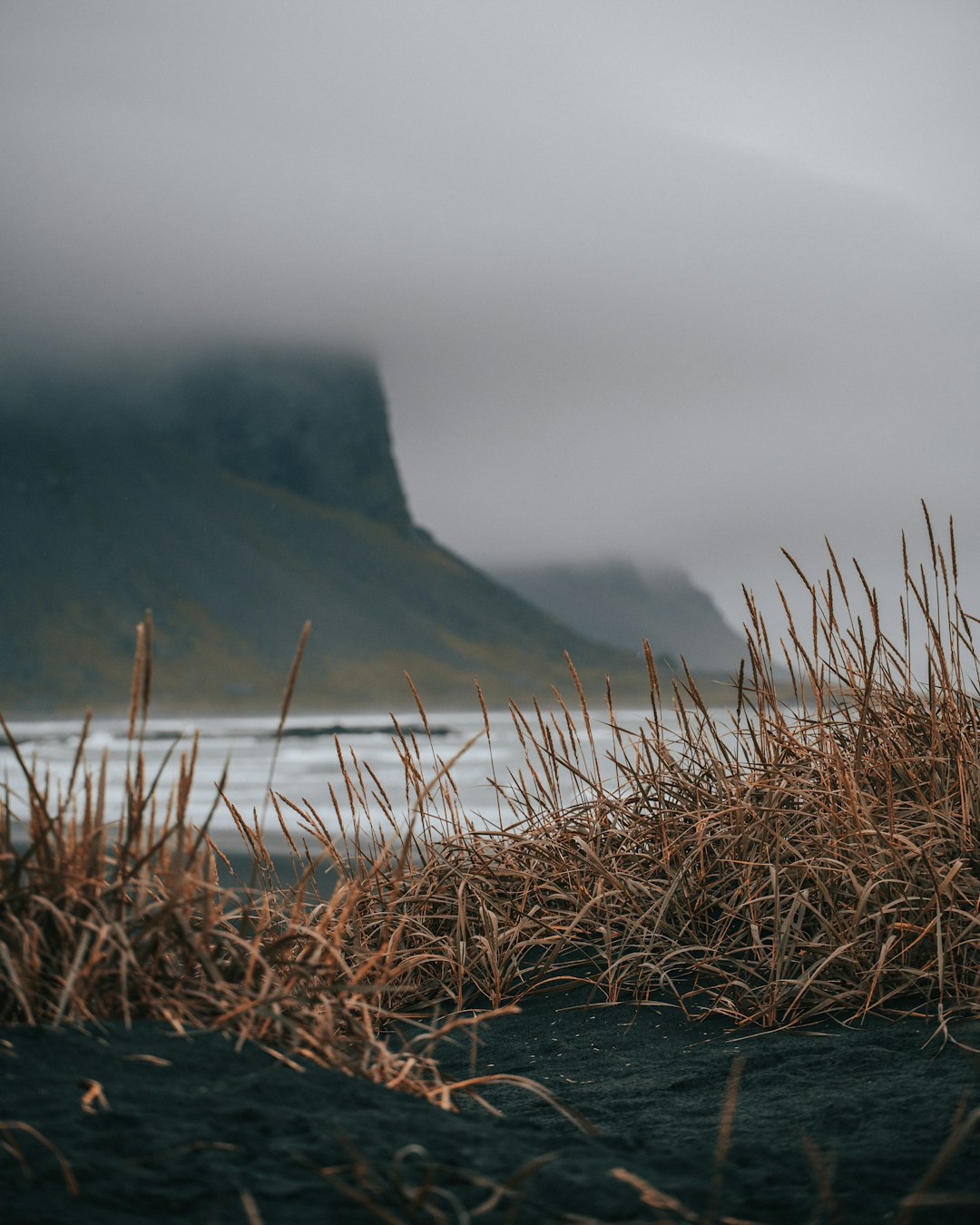 brown grasses near body of water during daytime