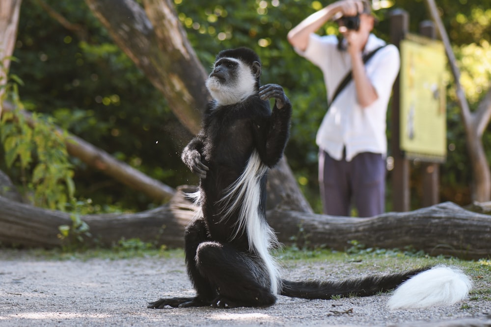 black and white monkey near brown tree