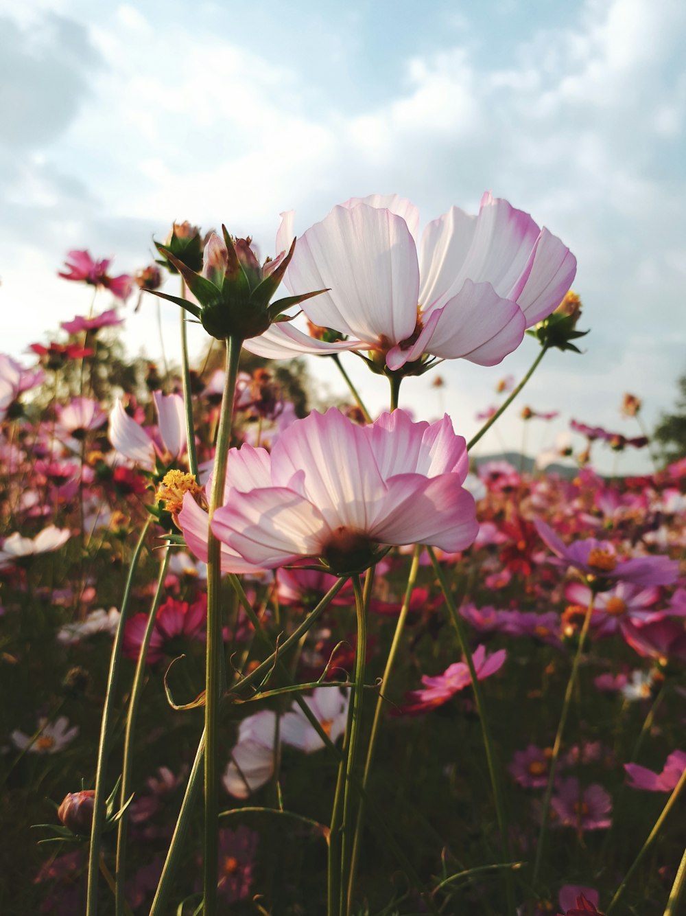 Fotografía de enfoque selectivo de flores de pétalos rosados bajo el cielo nublado durante el día