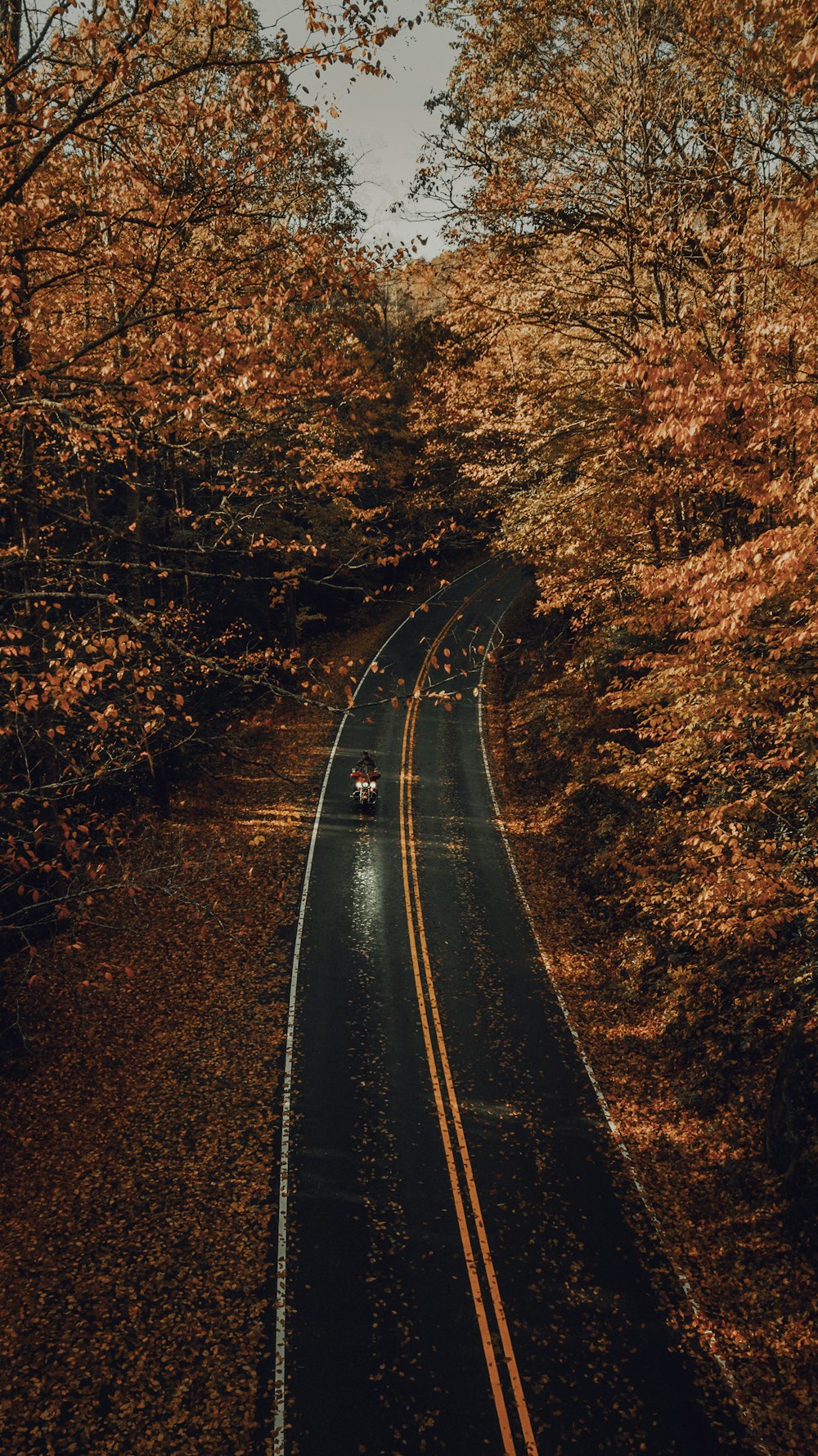 véhicule sur la route entre les arbres