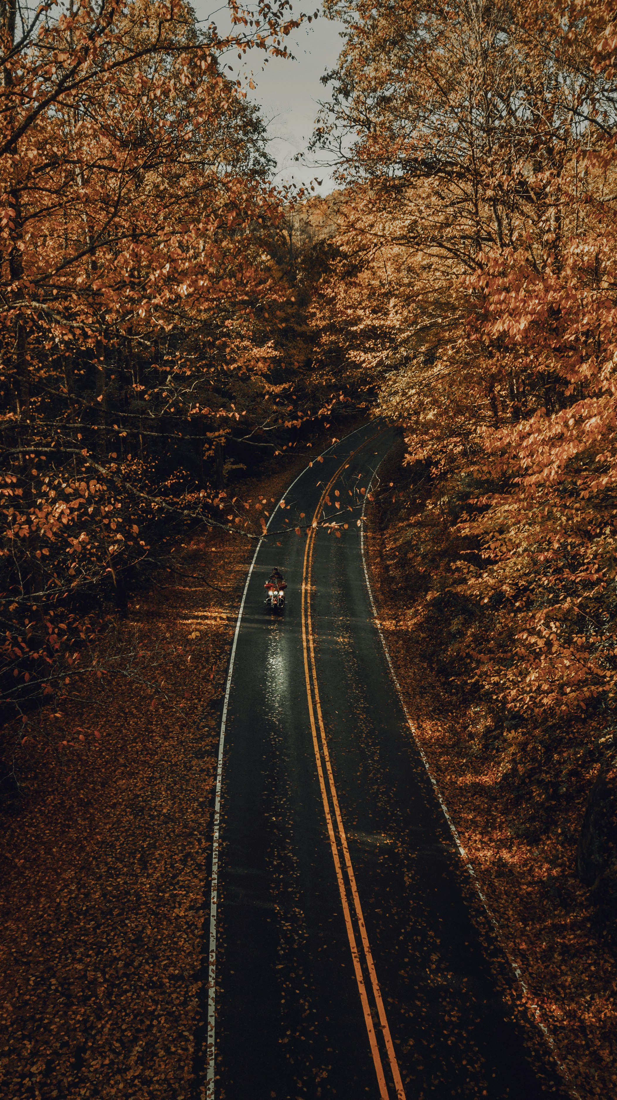 vehicle on road between trees