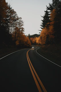 vehicle on road between trees