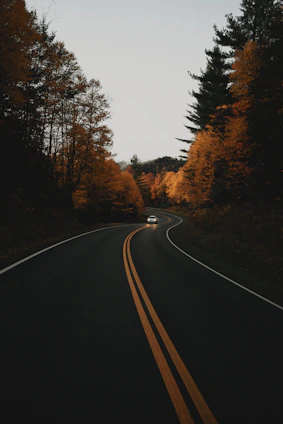 vehicle on road between trees