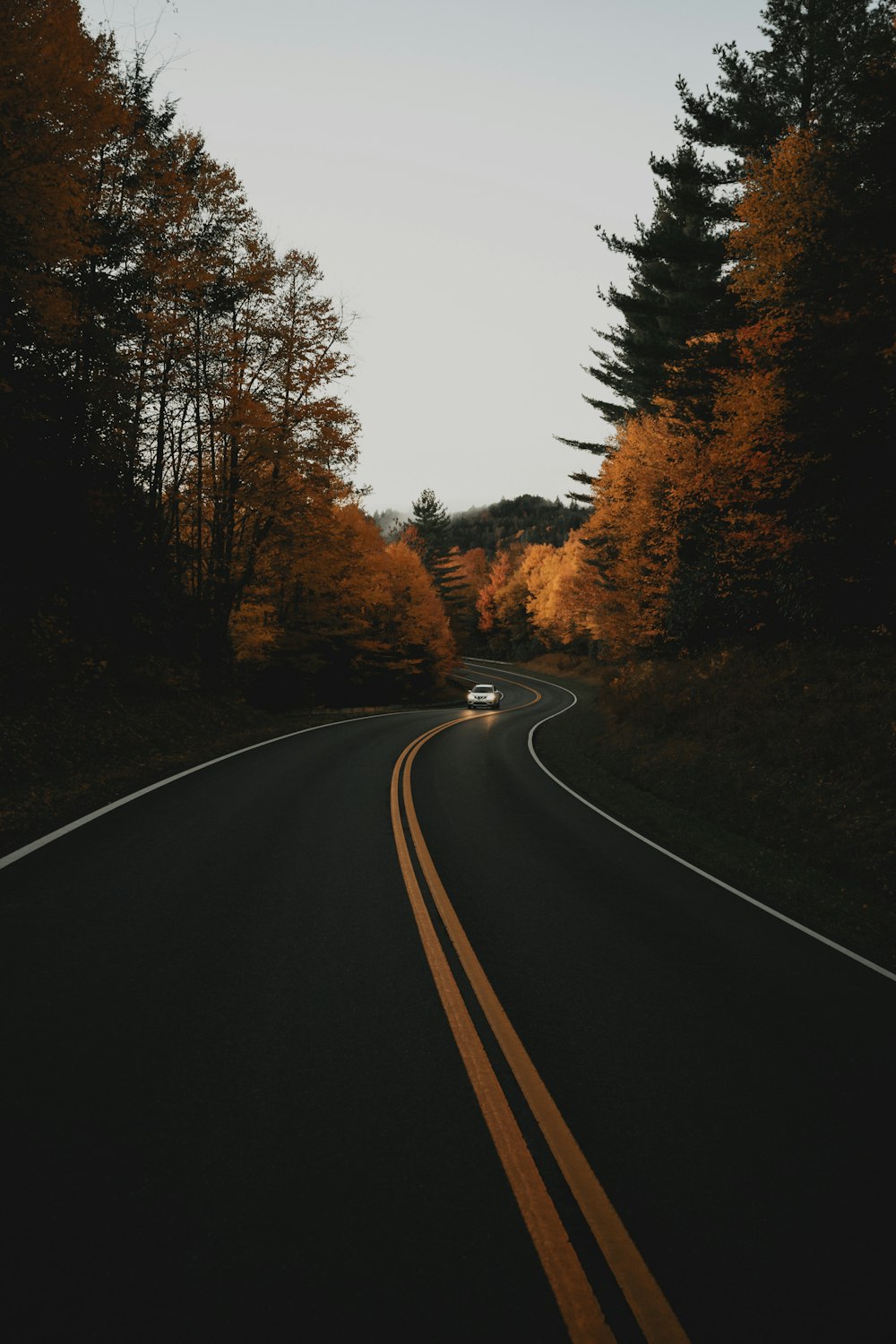 vehicle on road between trees