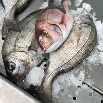 Several fresh fish rest on a bed of crushed ice. The fish have shiny scales, with a pinkish hue visible on one of them. They are laid out on a metallic surface.