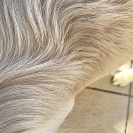 Detailed view of light-colored, wavy animal fur, likely from a dog, with a focus on the texture and flow of the hair.