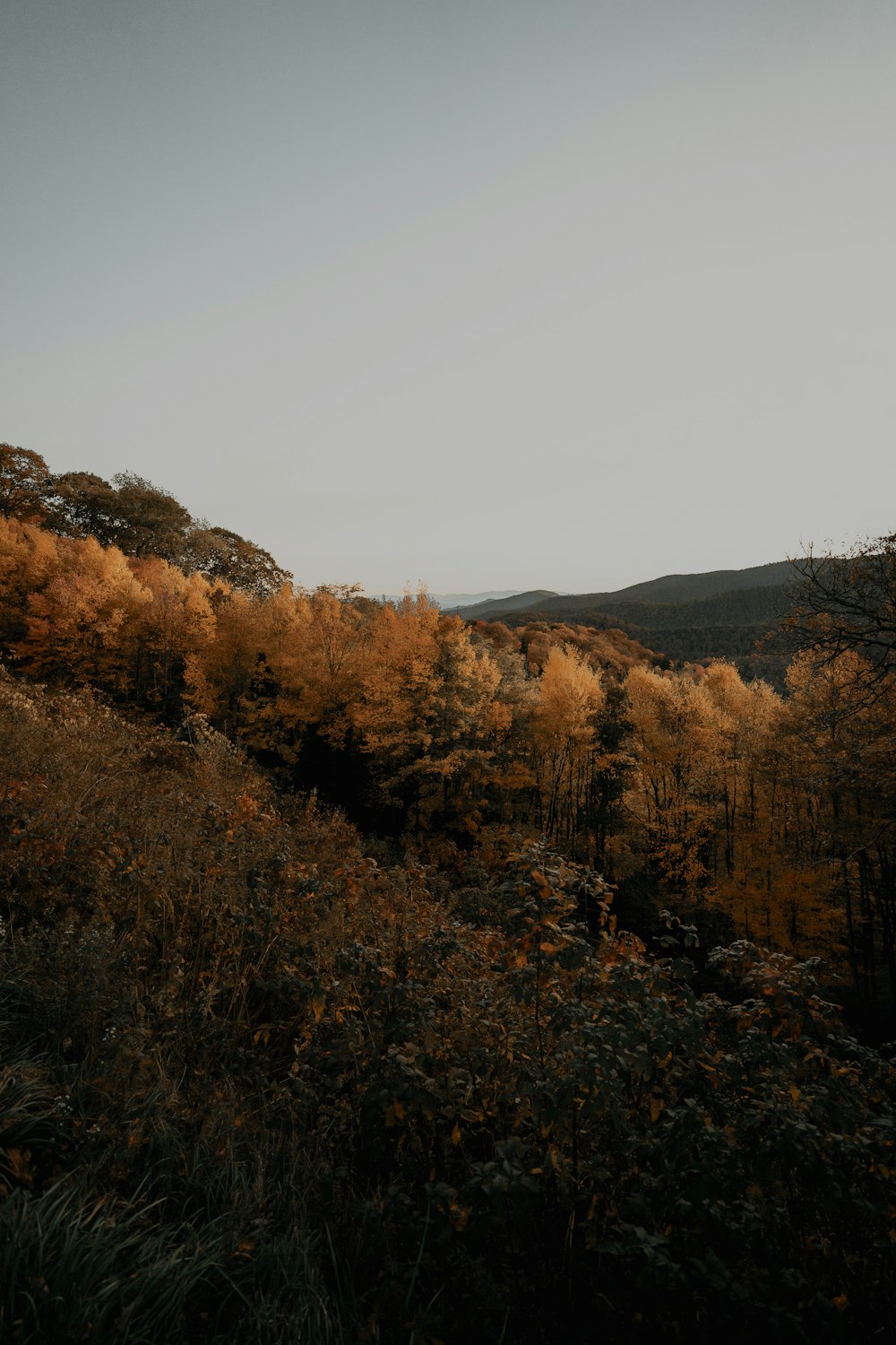 brown trees under white sky