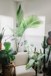 white sofa chair surrounded by green leafed plants