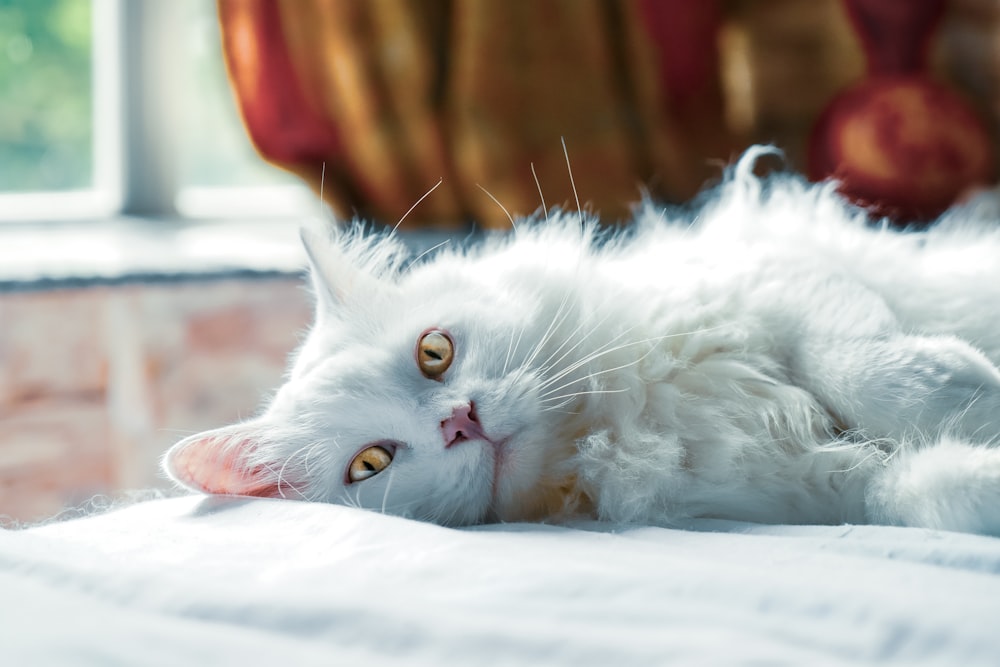 white cat lying on white textile