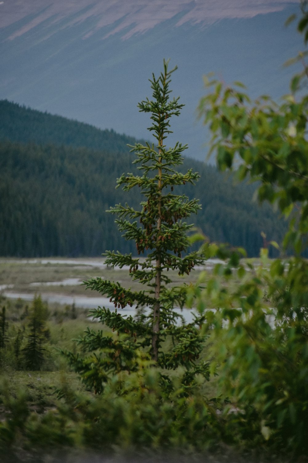 green trees during daytime