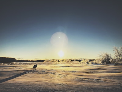silhouette of dog during daytime