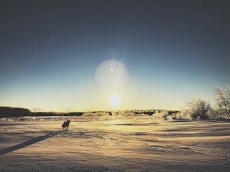 silhouette of dog during daytime