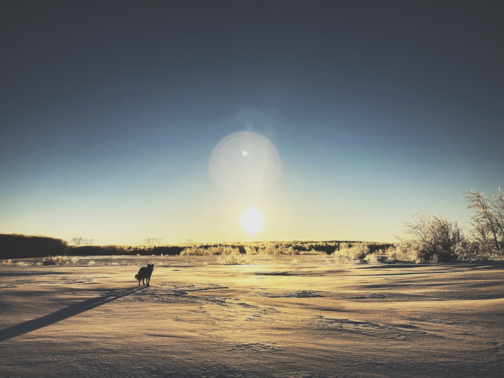 silhouette of dog during daytime