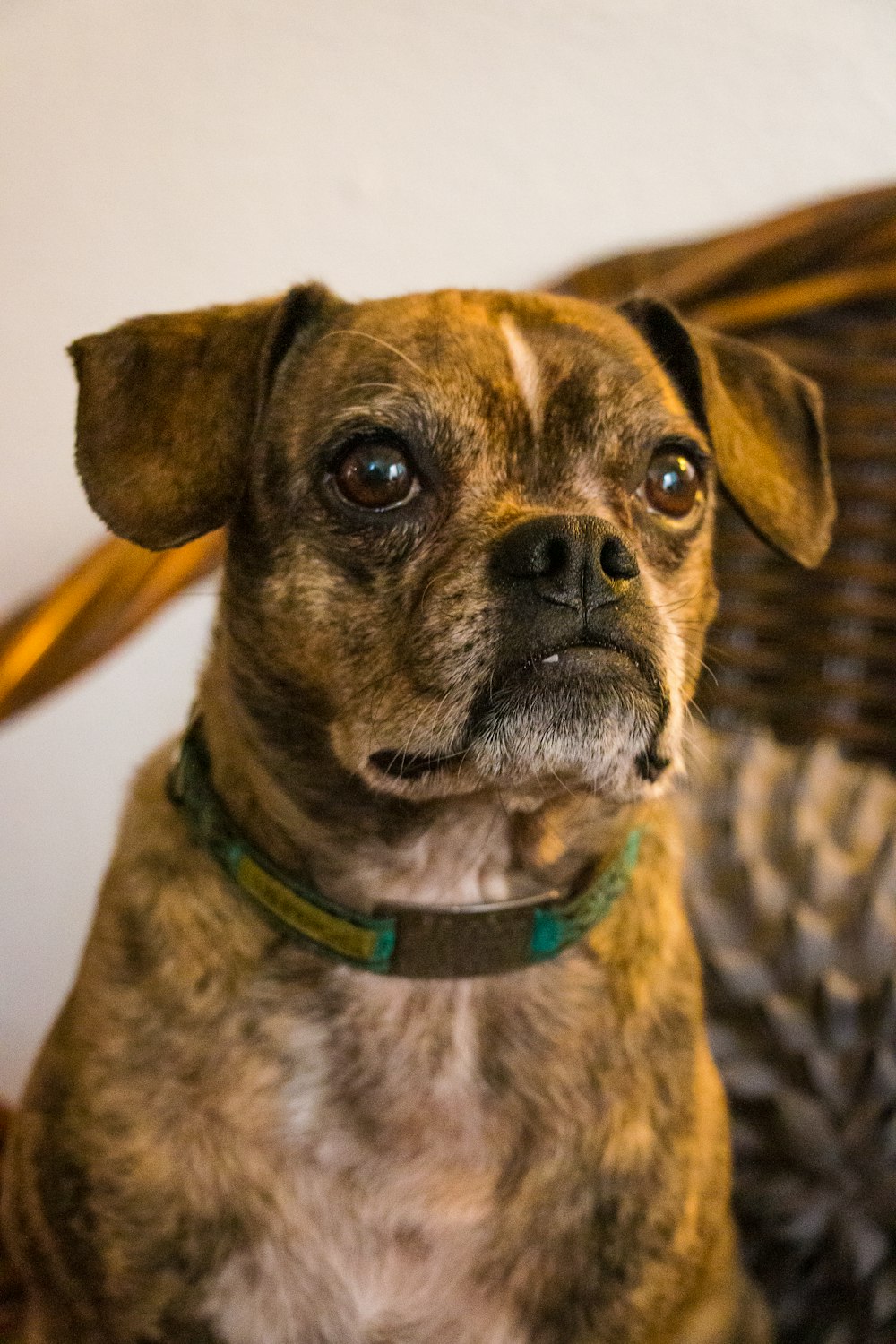 short-coated beige and brown dog