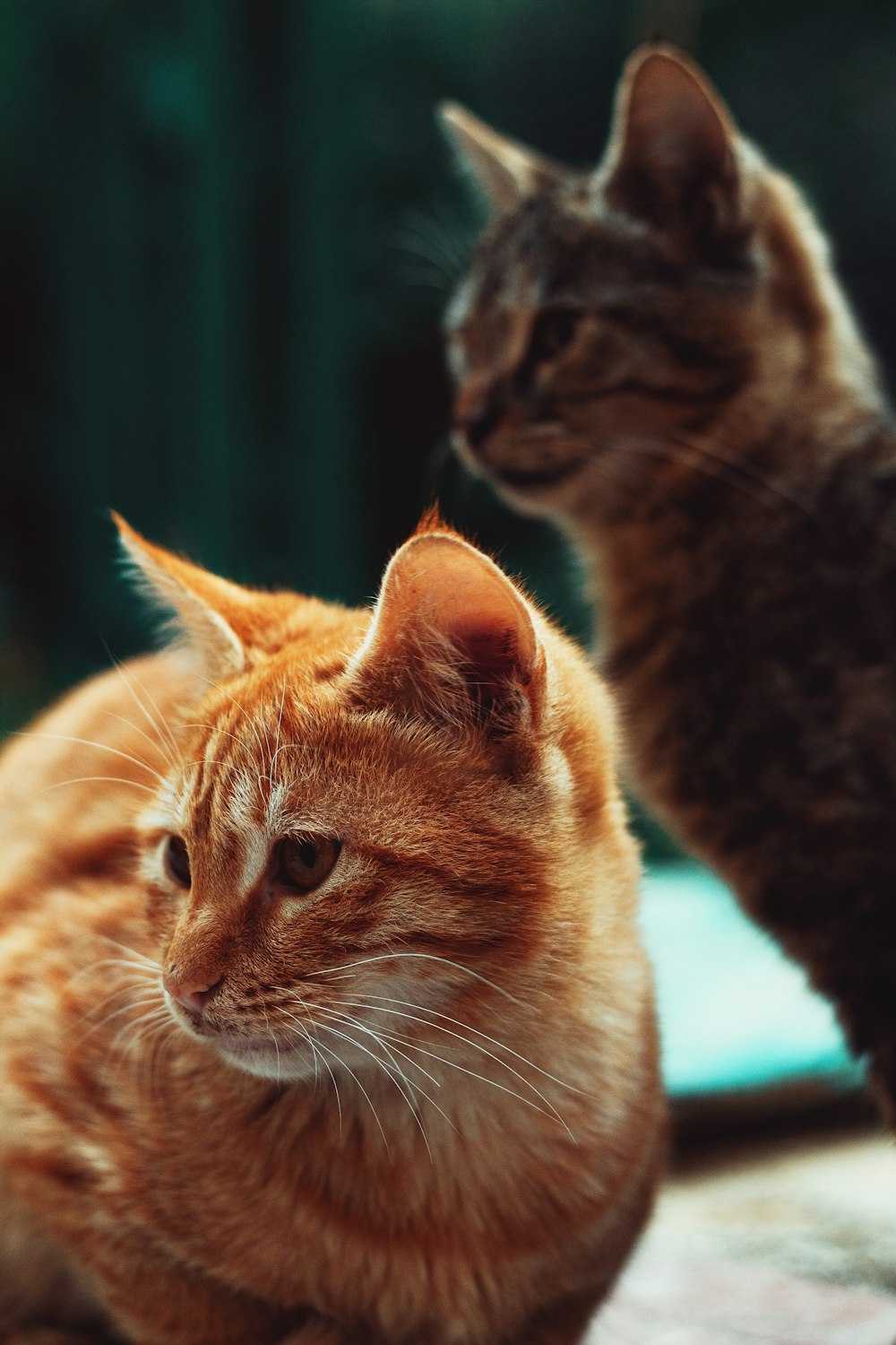 orange tabby cat near calico cat