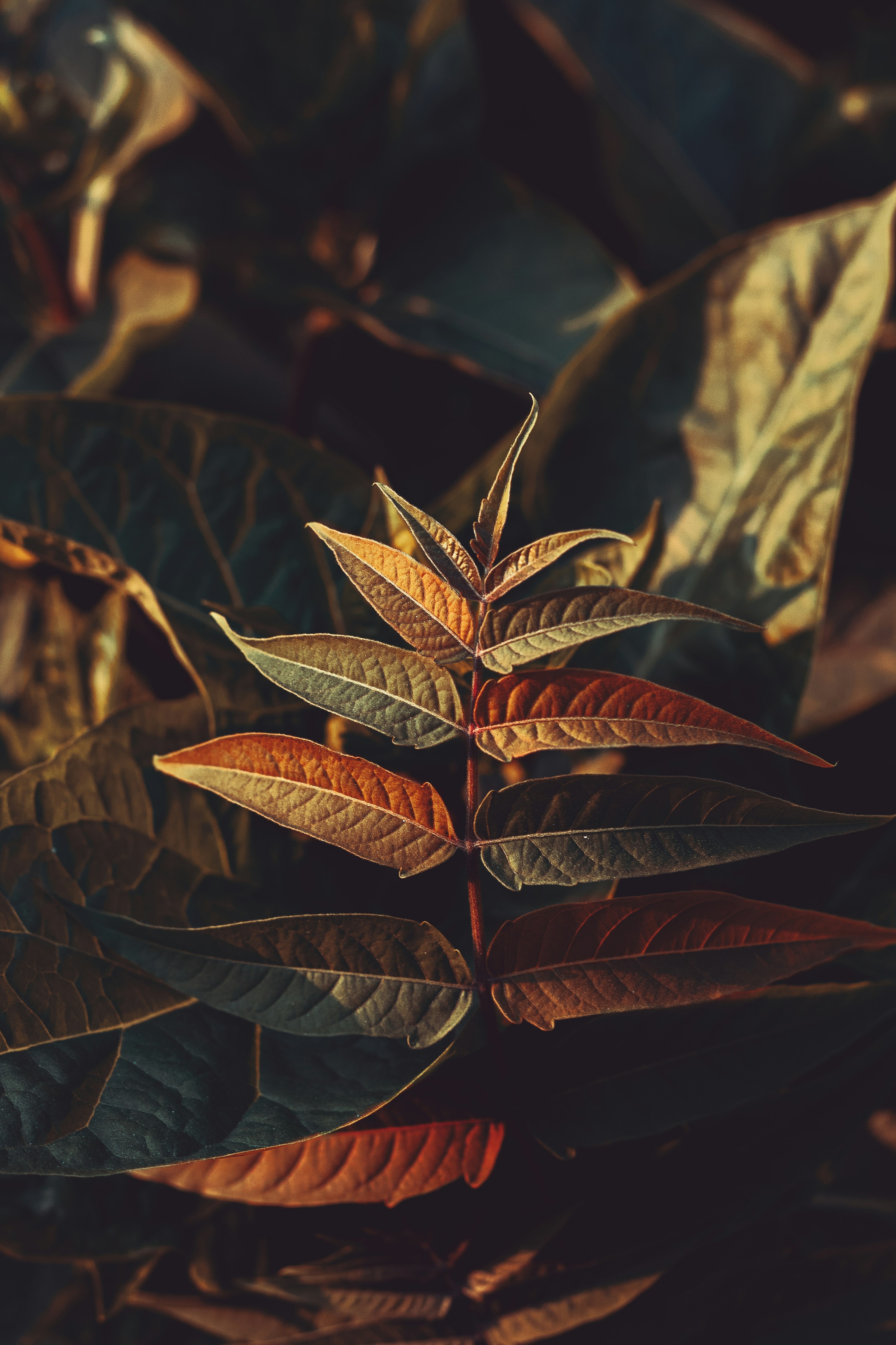 Photo by peymanfarmani