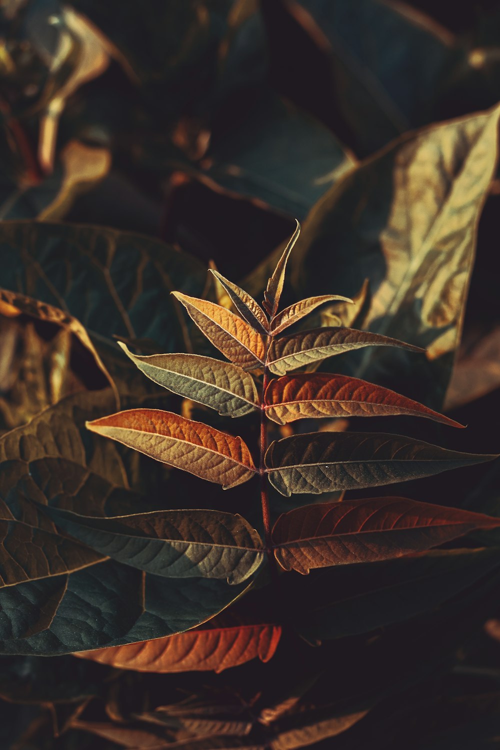 selective focus photography of brown and green plants