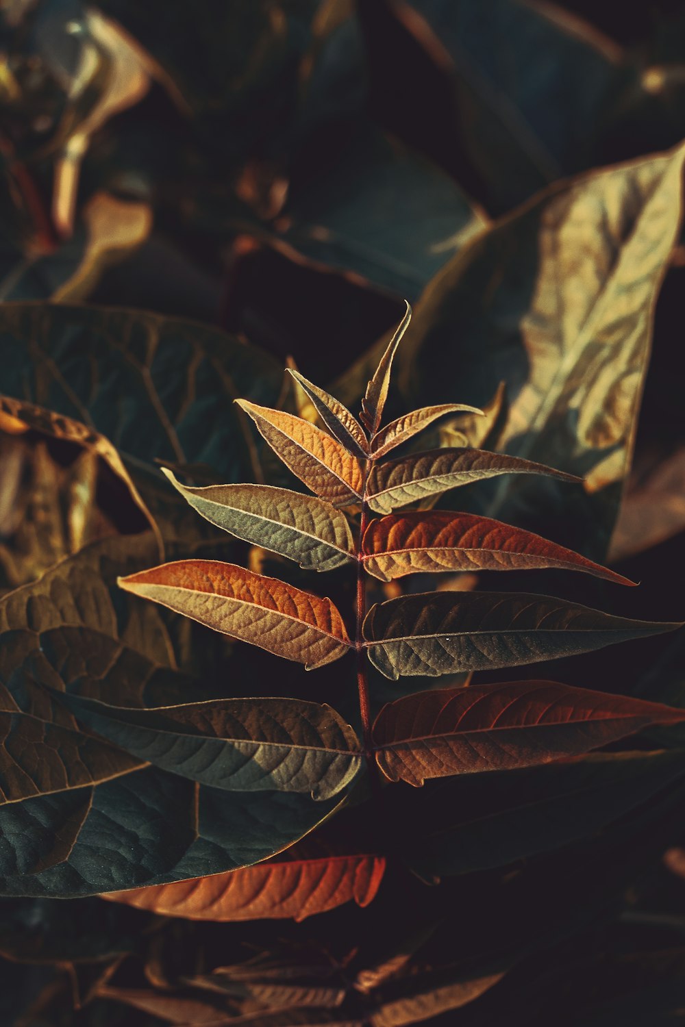 fotografia de foco seletivo de plantas marrons e verdes