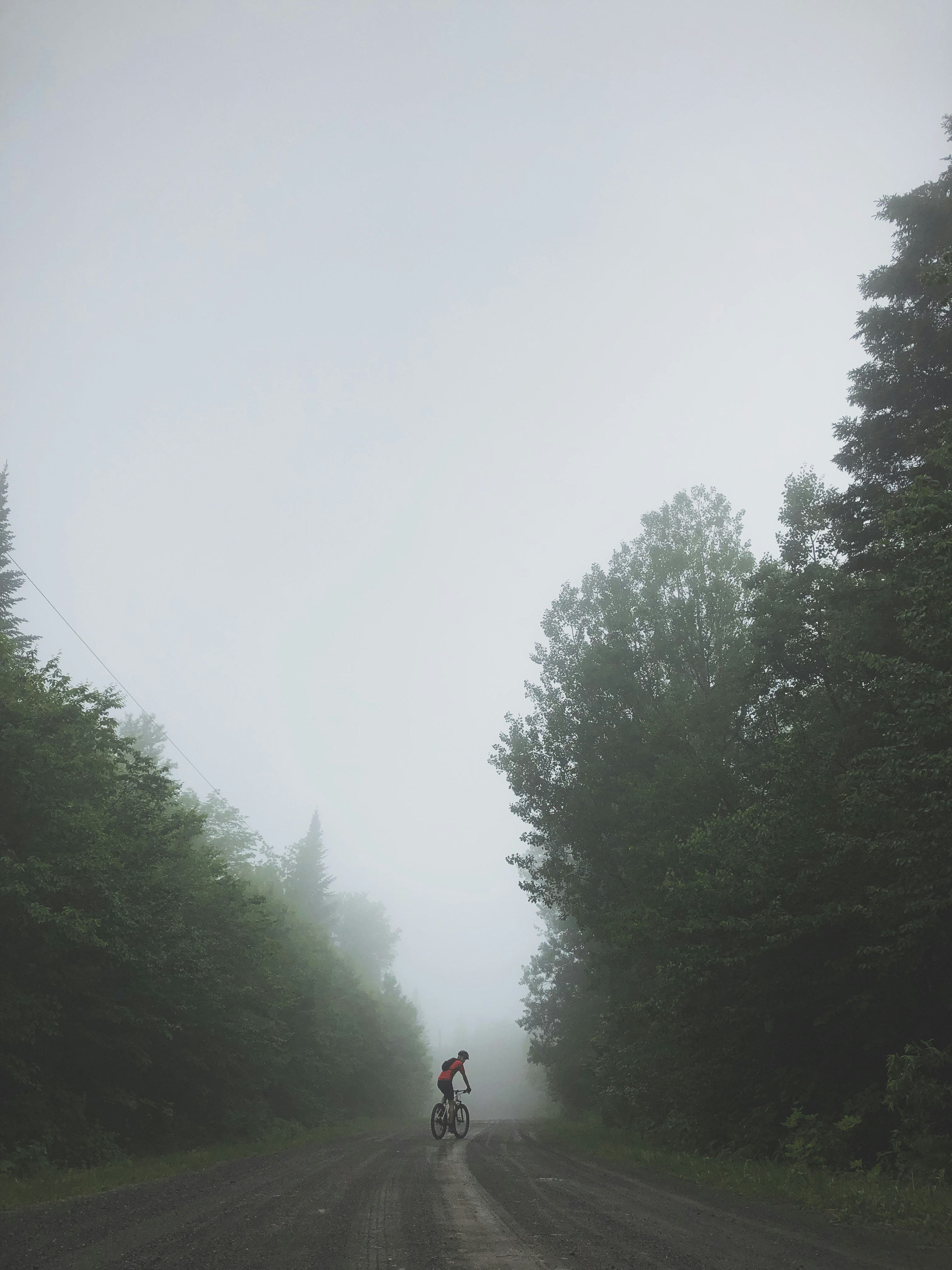 person biking on road surrounded with tall and green trees during foggy day